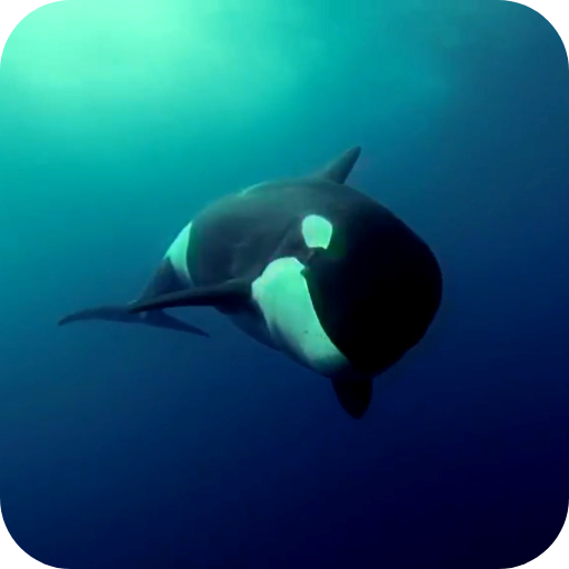 Orca 3D Video Wallpaper  Icon