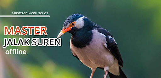 Android application Masteran Jalak Suren Gacor screenshort