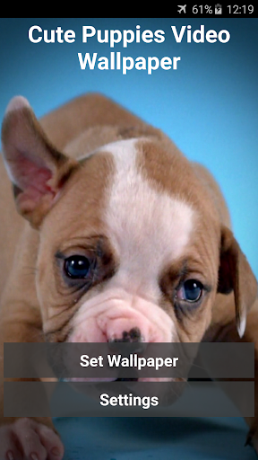 Android application Cute Puppies Video Wallpaper screenshort