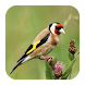 Vogelarten Melde-App - Androidアプリ