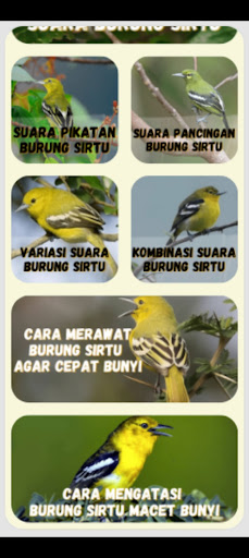 Masteran burung Sirtu gacor Screen 2