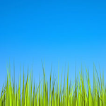 Cover Image of Tải xuống Grass LWP [Revamped+PRO]  APK
