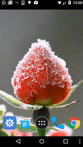Android application winter flower wallpaper screenshort