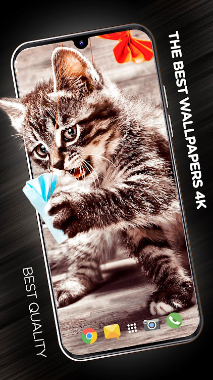 Cats Wallpapers in 4K - 3.0.1 - (Android)
