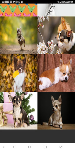 Chihuahua Wallpaper Offline Best Wallpapers