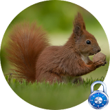 Beautiful Squirrel Best Lock Screen + Wallpaper icon