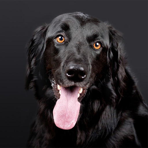 Dog Sounds logo