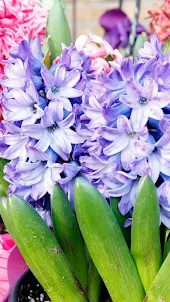 Hyacinth Wallpaper