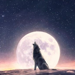 Cover Image of Télécharger Wolf Wallpaper 1.20 APK