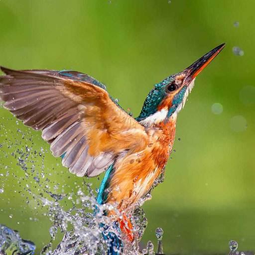 Kingfisher Bird Wallpaper Google Play のアプリ