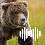 Cover Image of Download Bear hunting calls  APK