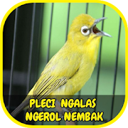 Top 34 Entertainment Apps Like Pleci Ngalas Ngerol Nembak Offline - Best Alternatives