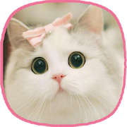 kitten wallpapers - cat images  Icon
