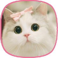 猫の壁紙 美しい猫の画像 Androidアプリ Applion