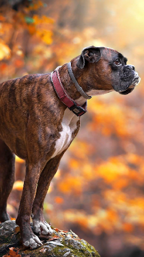 Wallpapers Boxer Dog Screen 2