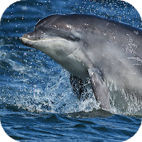 Dolphin Wallpapers backgrounds hd