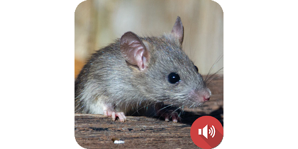 Звук мышей в доме. Звук мышки. Звук мыши. Как избавится от мыши звуки.