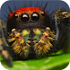 Spiders Life. Nature Wallpaper - Androidアプリ