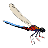 Dragonfly SA icon
