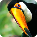 Toucan Bird Live Wallpaper icon