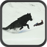 Wolf Jungle Simulator icon