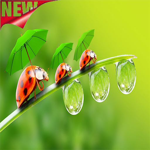 Ladybug Wallpaper Download on Windows
