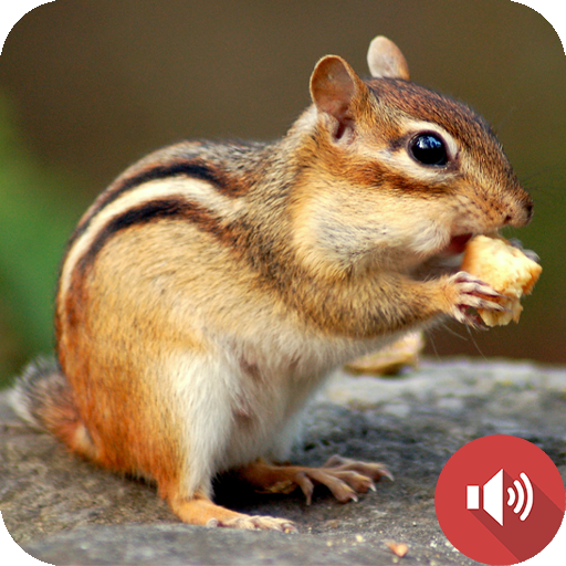 Chipmunk Sounds logo