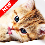Kitten Wallpapers icon