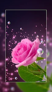 Rose Wallpaper : Flowers