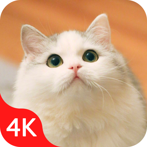 Cute Cat Wallpaper 4K Images Download on Windows