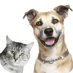 Hilarious cat shop and dog videos