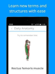 Daily Anatomy: Flashcard Quizzes to Learn Anatomy