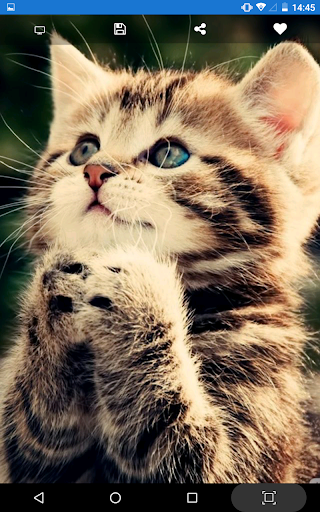 Android application Cute Animals WP screenshort