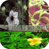 Herbs And Usefulness icon