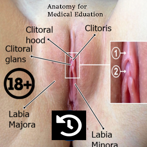 Klitoris - Anatomie