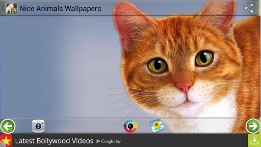 Nice Animals Wallpapers Screen 3