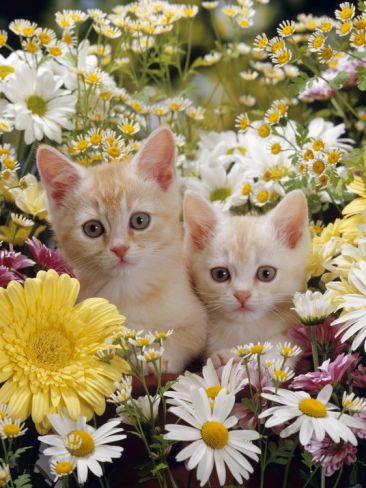 Kittens and flowers