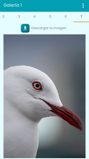 Fondos de Pantalla Gaviotas 2. Screen 2