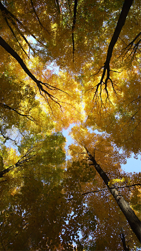 Autumn Video Wallpapers