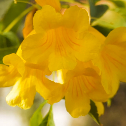 yellow flower wallpaper logo