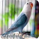 Lovebird Paud Biola Terbaru icon