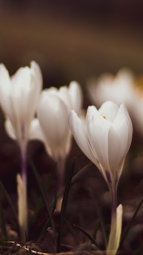 Crocus Wallpaper Screen 2