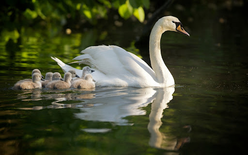 Swan Wallpaper HD Screen 2
