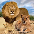 Gia đình sư tử rừng 2.7