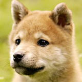 Puppies Wallpapers icon