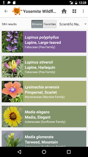 Screenshot of Yosemite Wildflowers