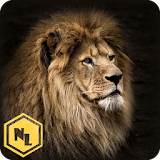 Real Lion Hunter 2015 icon
