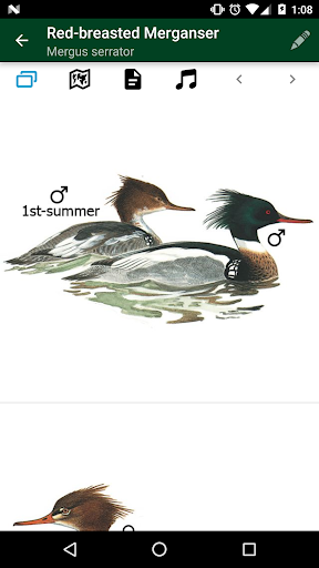Birds of Germany & Switzerland Screenshot