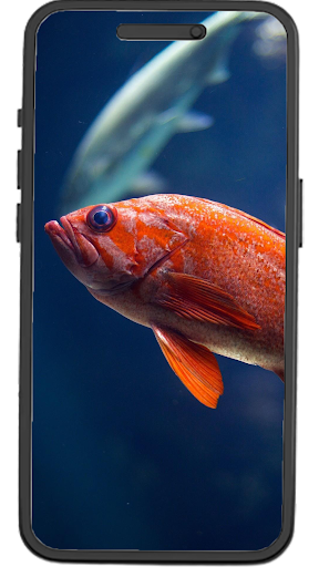 Android application Fish Wallpapers screenshort