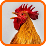 Laughing Chickens Apk